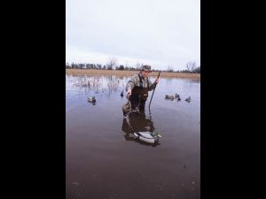 Mallard hunter wading staff