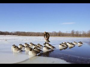 Canada goose decoys on ice