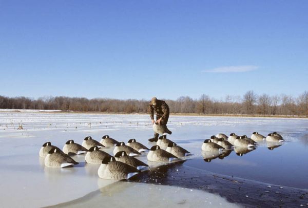 Canada goose decoys on ice